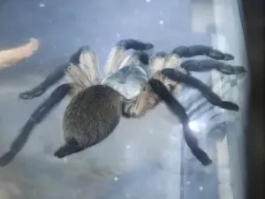 Monocentropus balfouri Vogelspinnen