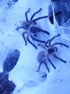 Vogelspinnen (Theraphosidae)