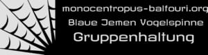 Monocentropus balfouri - blaue Jemen Vogelspinnen