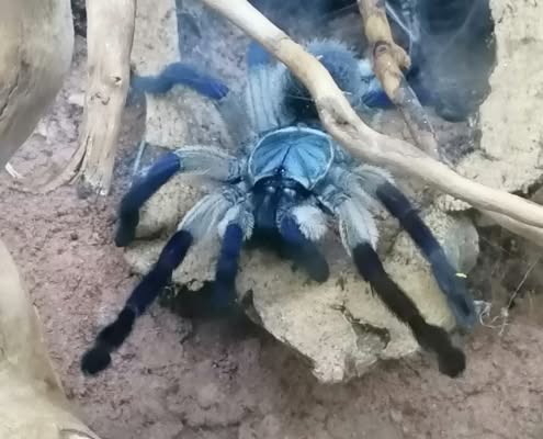 Monocentropus balfouri 2024
