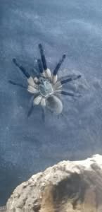 Monocentropus balfouri 2024