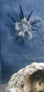 Monocentropus balfouri 20247
