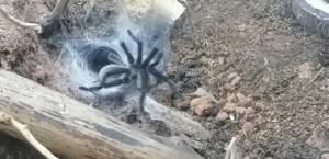 Monocentropus balfouri 2024