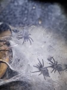 Monocentropus balfouri Vogelspinnen 2020-01