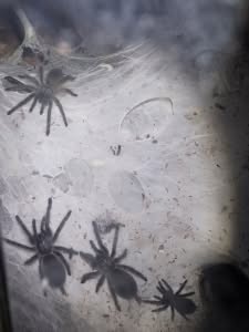 Blaue Jemen Vogelspinnen Nachwuchs