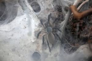 monocentropus-balfouri 2022