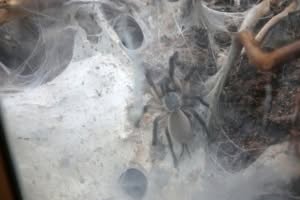 monocentropus-balfouri