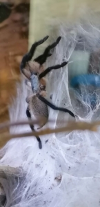 balfouri hängt am Netz