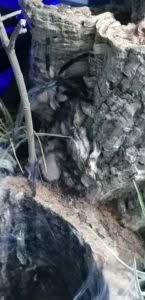 monocentropus balfouri socotra island blue baboon