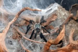Blaue Jemen Vogelspinne
