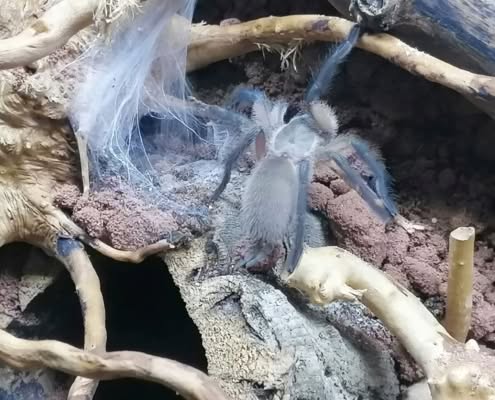 Monocentropus balfouri Vogelspinne 0.0.1