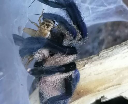 Monocentropus balfouri Vogelspinne mit Heimchen