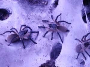 Monocentropus