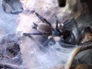 Monocentropus balfouri 0.2