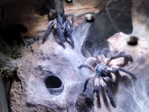 Monocentropus balfouri 1.1