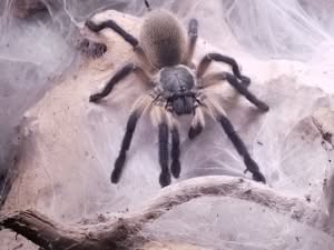 Monocentropus balfouri 202