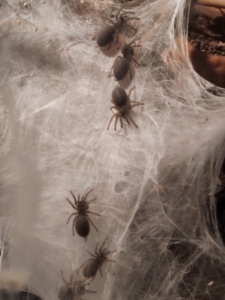 Monocentropus balfouri Vogelspinnen