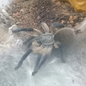 Monocentropus balfouri Weibchen 2022