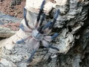 Monocentropus balfouri | Blaue Jemen Vogelspinne | Gruppenhaltung