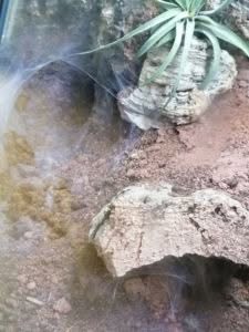 monocentropus_balfouri_Eingang Wohnung