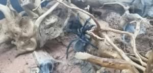 Monocentropus balfouri Juvelin
