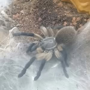 Blaue Jemen-Vogelspinne Adult
