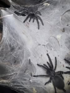 Blaue Jemen Vogelspinnen Nachwuchs