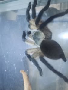 vogelspinne474
